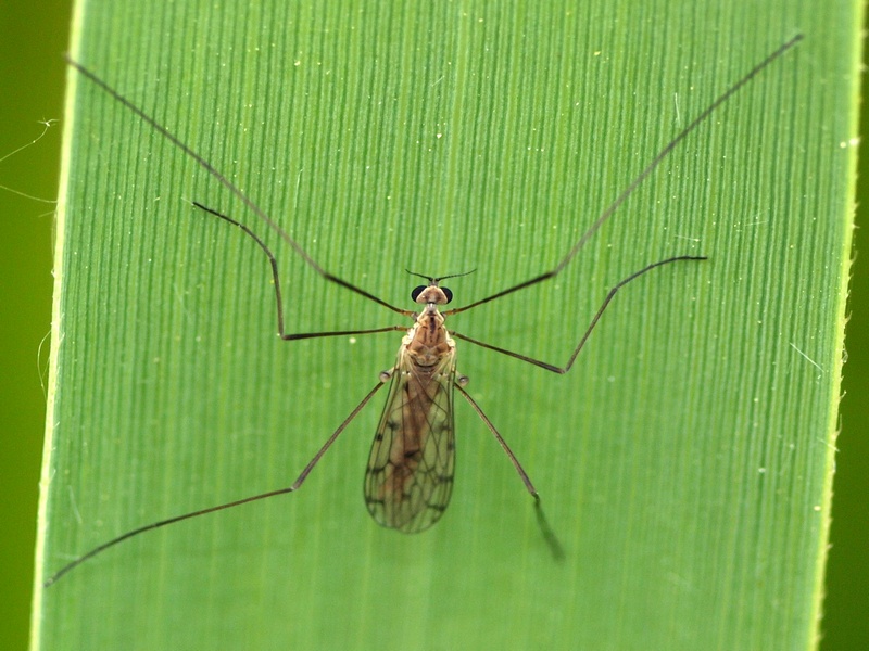 Anisopodidae: No Trichoceridae